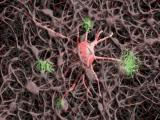 Biomarcador sanguíneo de la neurodegeneración tipo Alzheimer